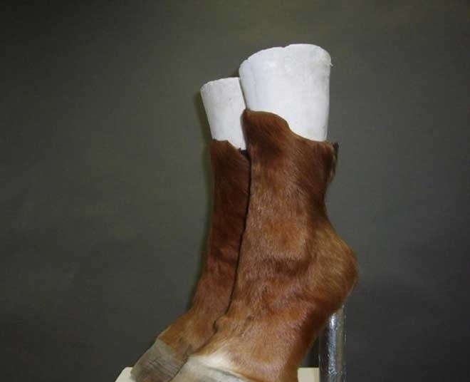 gai 令人瞠目的怪鞋子:仿效骆驼趾,把金鱼缸穿在脚下