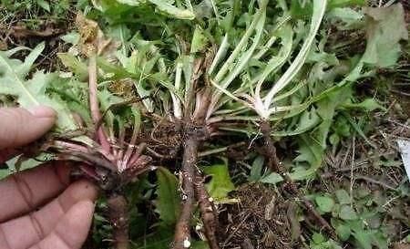 属性|好消息蒲公英的“绝配”找到了,春季去肝火,人也“肝净”了