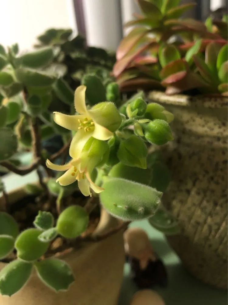 陪伴过我的都是心头肉!多肉陪我一路向前!