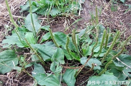植物|农村这三种植物随处可见,有非常高的药用价值,第三种大多不认识