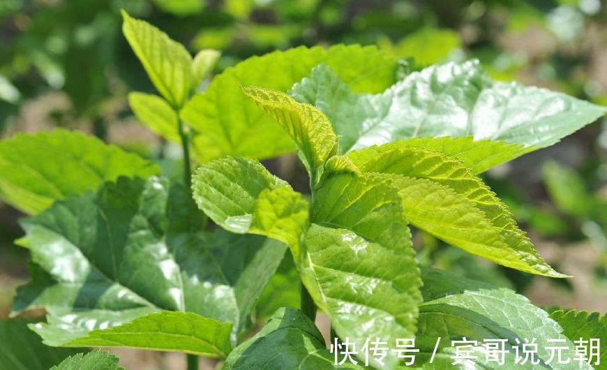 糖尿病人|此物是“天然胰岛素”,糖尿病死对头,每天吃一点,赶走糖尿病