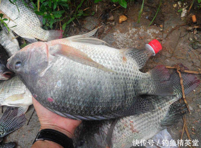 冬天如何钓罗非?我的方法很简单,运气好的时候能钓一二十斤