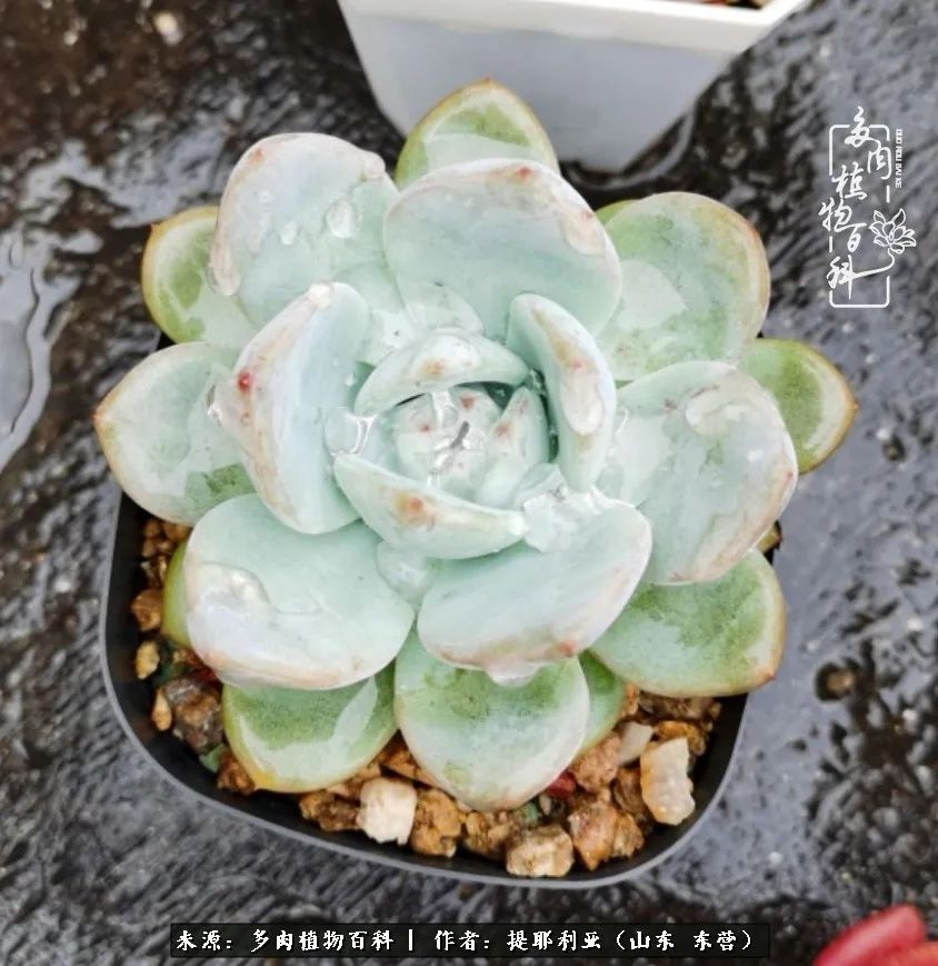 多肉植物|人如多肉,经阳光雨露历练后,亦会越挫越勇!