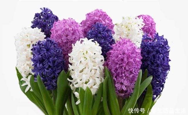 风信子|世界上最美的十种盆栽花卉,每种都精美无比,总有一盆适合你!