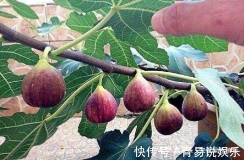 老少皆宜|“1根枝条”插盆里，10天生根，当年开花“结果”一家人吃不完