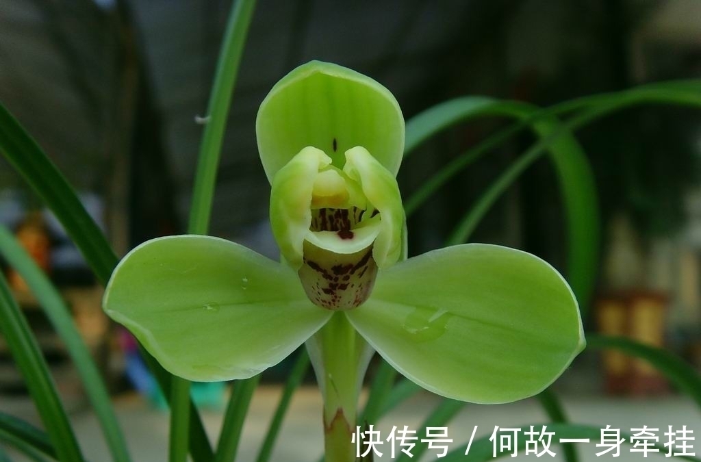 春兰老八种之首“宋梅”,花开梅瓣型,兰香醇正,是梅瓣兰之代表