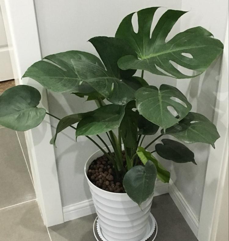 养花试试这几款,花和叶美丽,室内养花最好是光线明亮