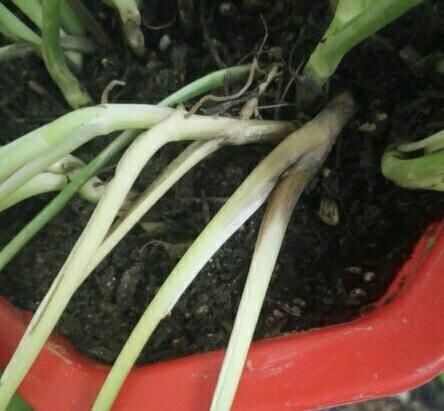 花卉盆栽买回来 4个 错误 要避免 不然烂根还没发现 快资讯 花卉盆栽买回来 4个 错误 要避免 不然烂根还没发现 快资讯