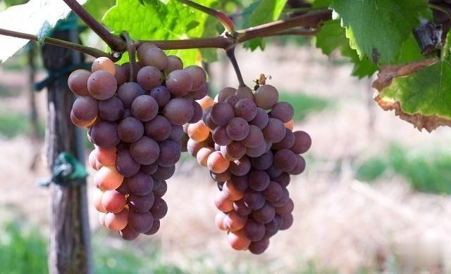 桂圆|睡眠是最好的“补药”睡不着的人,试着吃点它,或能睡得安稳