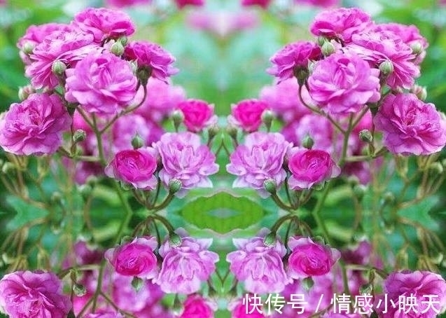 蔷薇花|爱在思念中,美好的爱情就在一束蔷薇花的花语中!