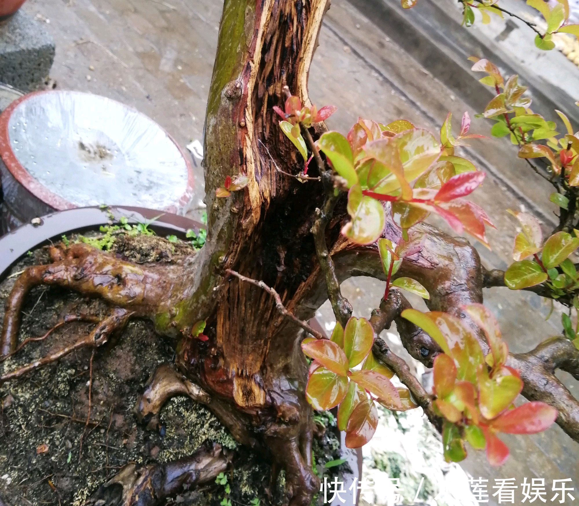 枝条|紫薇盆景什么时候修剪好对的时间修剪对的枝条,枝壮叶茂开花美