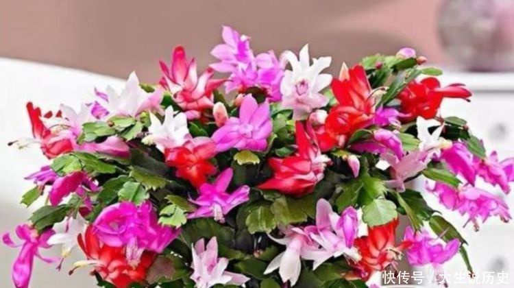 花香花排名第一,耐热耐冷耐晒,开花成瀑布,香飘十里,养花首选