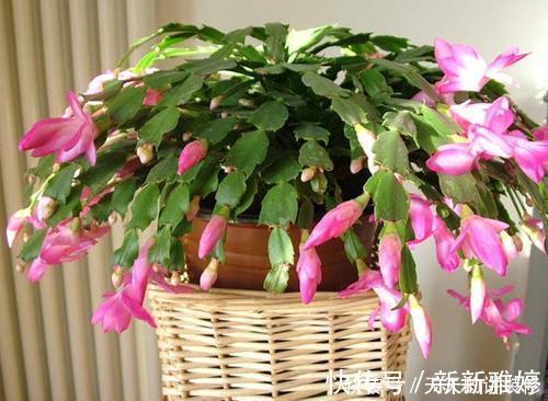 叶片|张大妈养蟹爪兰，只浇一种水，10天浇一次，11月就能开出好多花