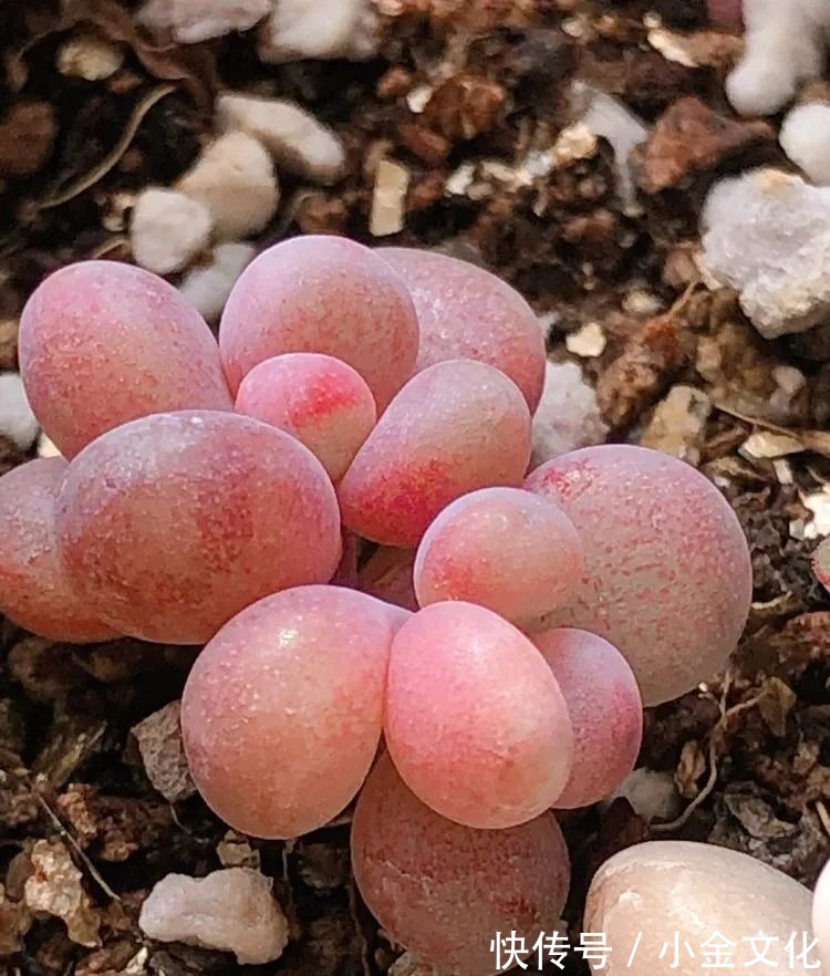 红稚莲|以阳光为滤镜,蓝天为背景,期待拥抱春天,拥抱自然!