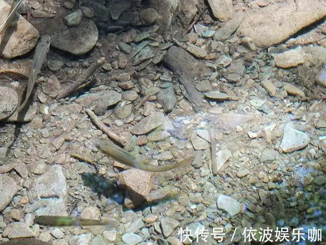 常被认为小杂鱼,殊不知是鱼中珍品,50元1斤有地方已绝迹