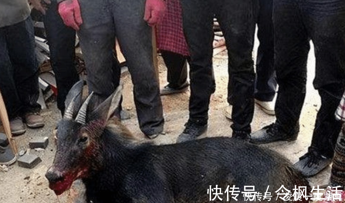 苏门羚$“驴头狼” 现身神农架,它已灭绝五十万年,再次出现有何警示