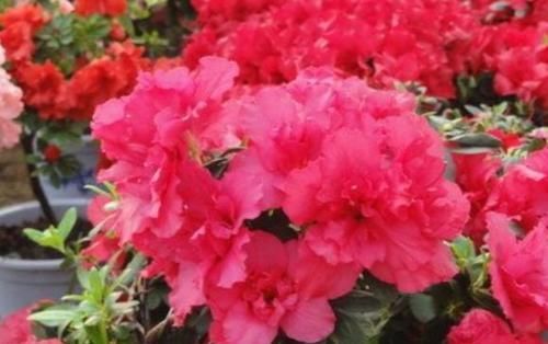  养上|家里养上3种花，浇水就疯长，开花爆盆很容易