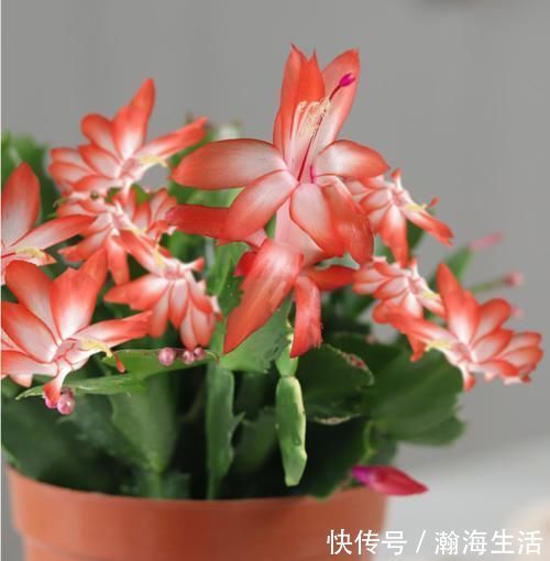 顶端|蟹爪兰想要开花多,光靠施肥是没用的,分享我的经验和方法