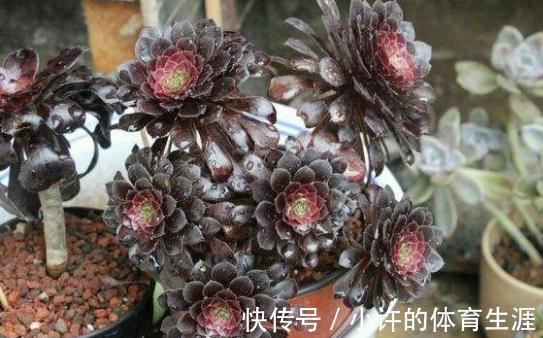 不受冬季低温干扰的多肉法师,盆栽该怎么打理?