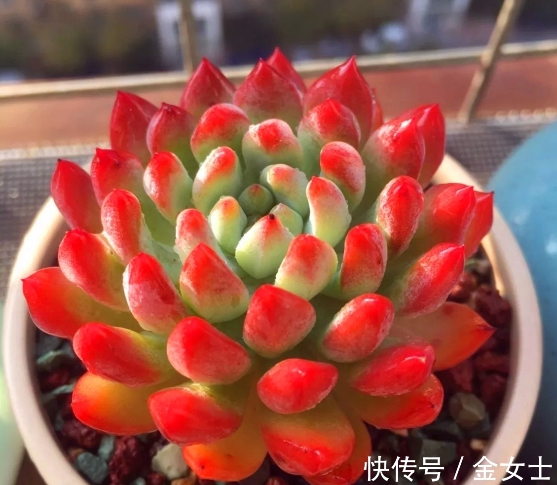 擦亮眼睛,别被“花贩骗子”蒙蔽,轻易入手这4款植物