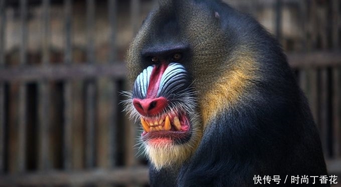 非洲凶猛巨猴,脸部如京剧花脸,连花豹也不敢轻易招惹_【快资讯】