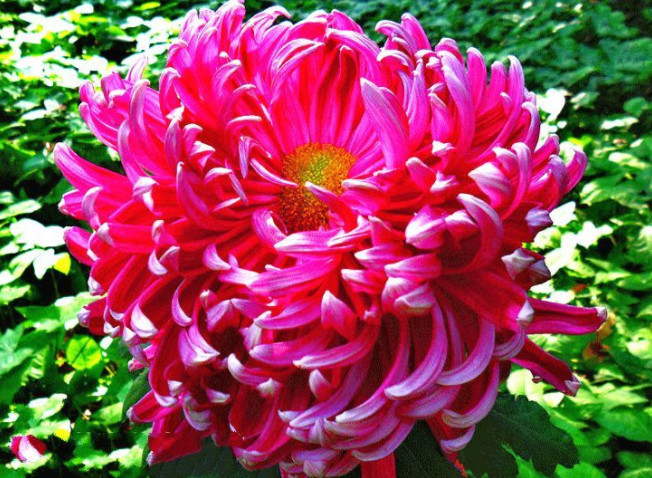 喜欢菊花，不如养盆“稀世名菊”，似飘飘丝绸，金光灿灿