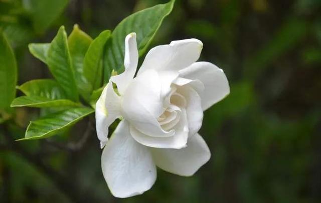 栀子花度夏难,几个关键的养护知识你要知道,枝繁叶茂