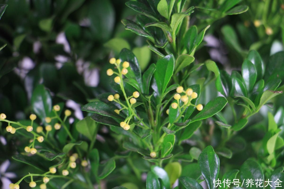 花友|3种花不适合养在封闭阳台，养护难度太大，扔室外却呼呼长