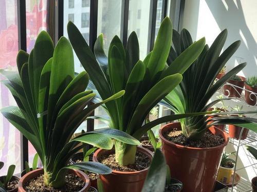 浇花|3种花都是“小酒鬼”,1个月喂2次,土壤疏松透气,叶片油绿发亮