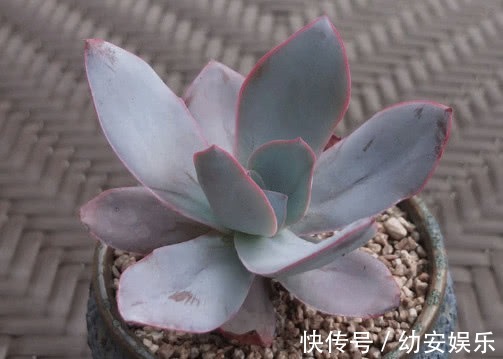 多肉广寒宫怎么养更漂亮,教你3个小妙招,养出绝美的广寒宫