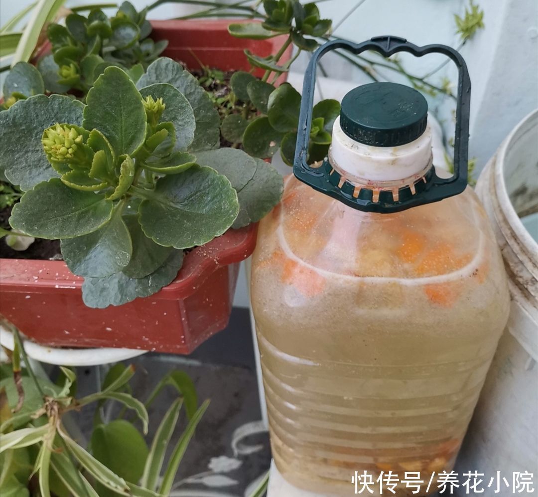 饼肥|煮熟的黄豆,能不能直接埋到花盆里当花肥?需要注意什么