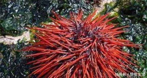 助孕素|想長壽要會吃,多吃四種食物,滋補身體,排毒祛濕,防止腦溢血