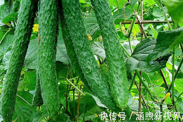 疏通血管|血液太粘稠的人易患脑血栓,几种食物换着吃,疏通血管人也长寿了