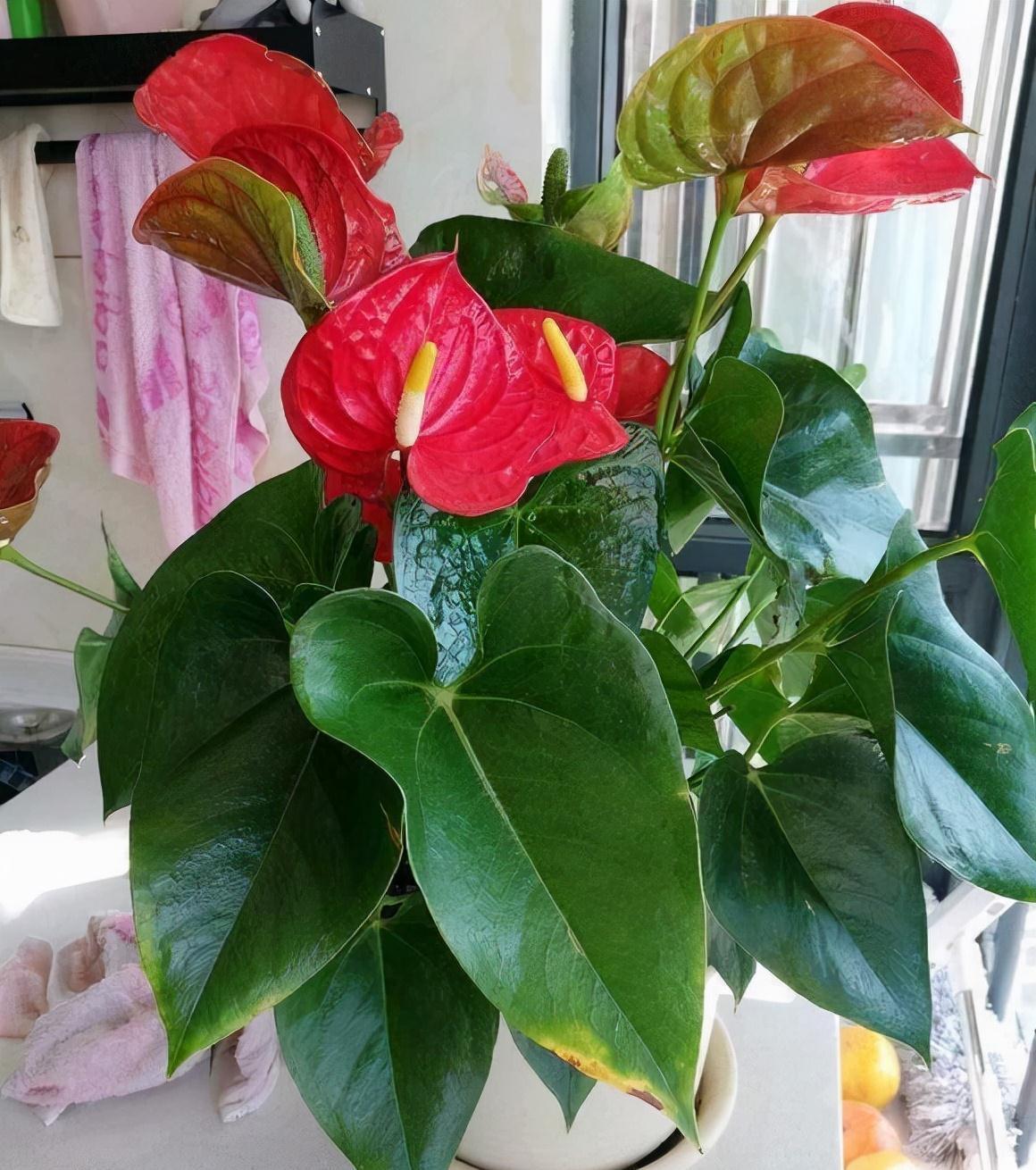 五种“旺宅花”，适合养客厅，一种比一种好养，一个比一个好看