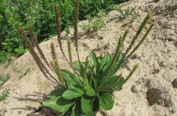 農村1“車前草”,農民認定是害草,見到就拔,卻不知比大米珍貴