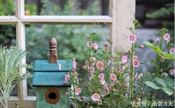 花儿|想要一个小院子,低头种菜,抬头看花!