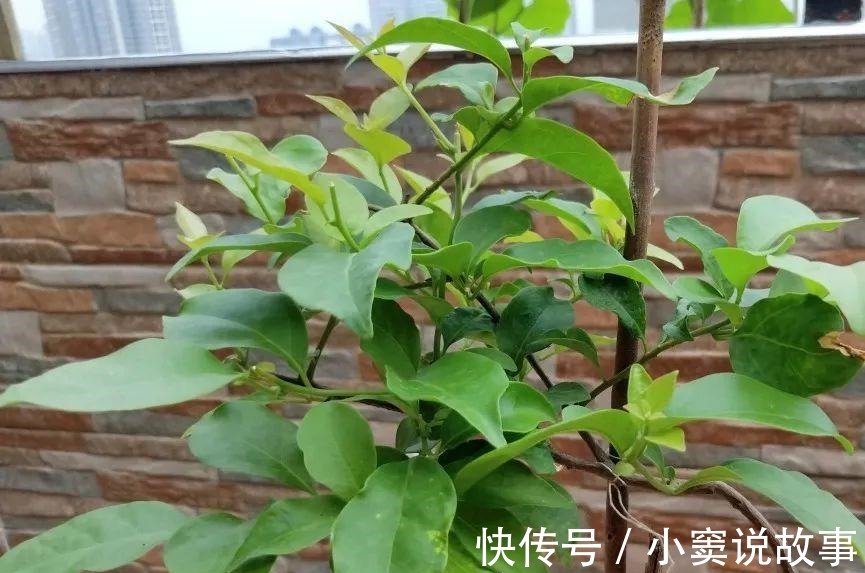 金枝玉叶不能长太高,越矮越值钱,一长高就砍!