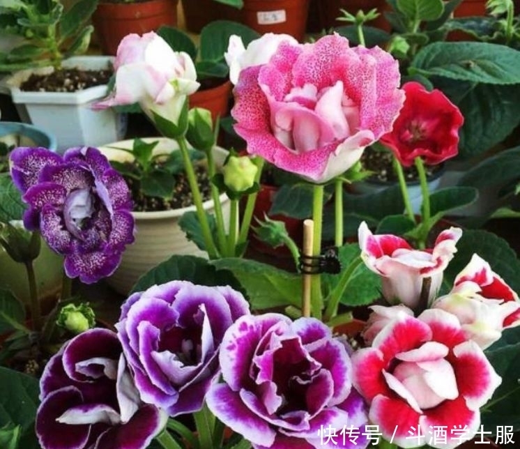 养花试试此几款,花朵小巧玲珑,花姿妖娆,美极了