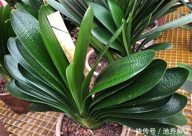 歪斜|君子兰的叶子长歪了，现在矫正还来得及