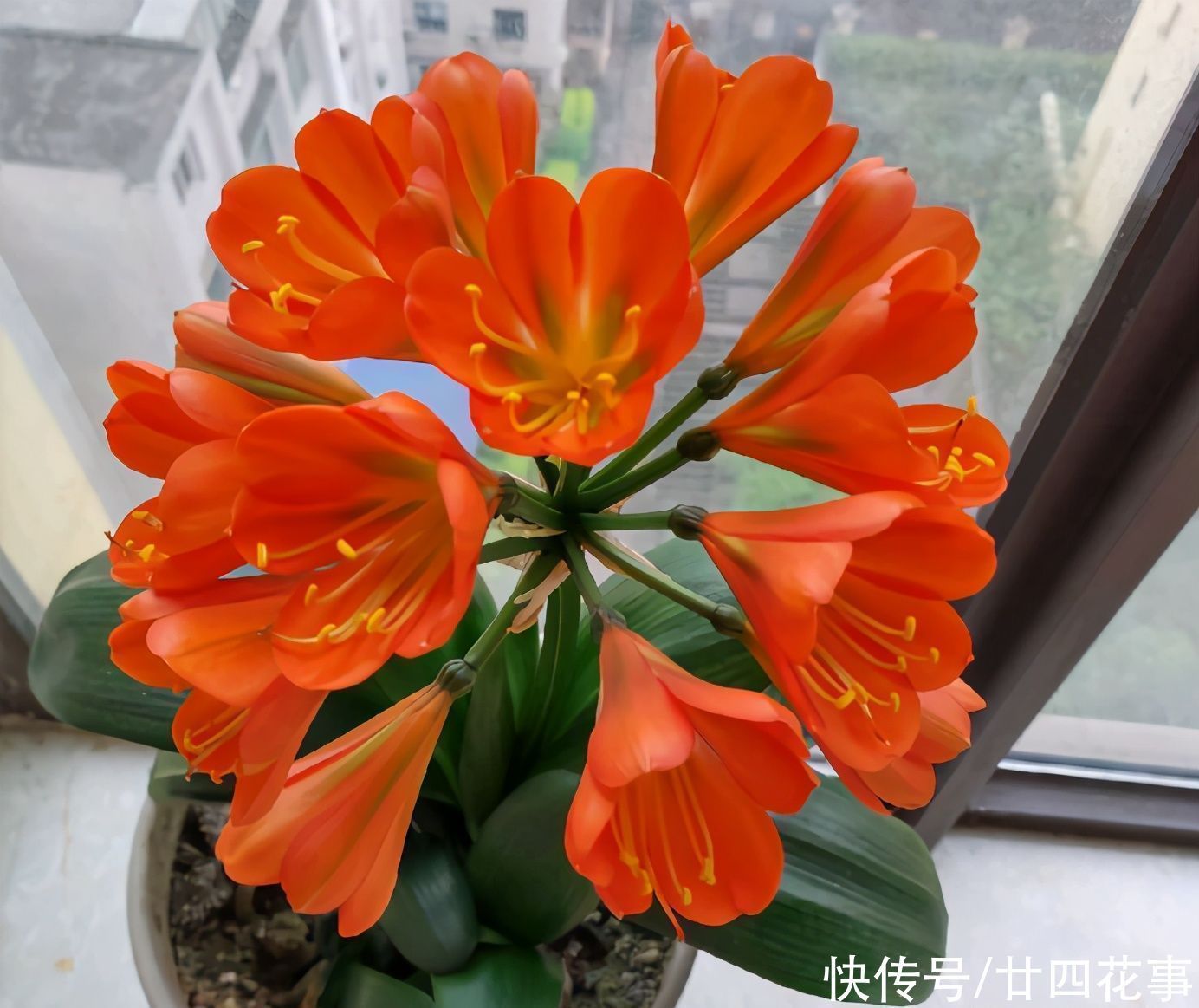 老手|冬天养君子兰,这件事新手不知道,老手易忽略,做好根壮花美