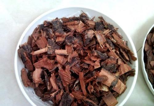 虎皮兰盆里放2种东西，小芽满处钻，叶子坚硬还翠绿