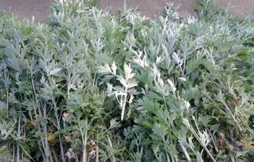 中医|一把艾叶竟治好十年的颈椎病!艾叶为何能治颈椎病?听中医说两句