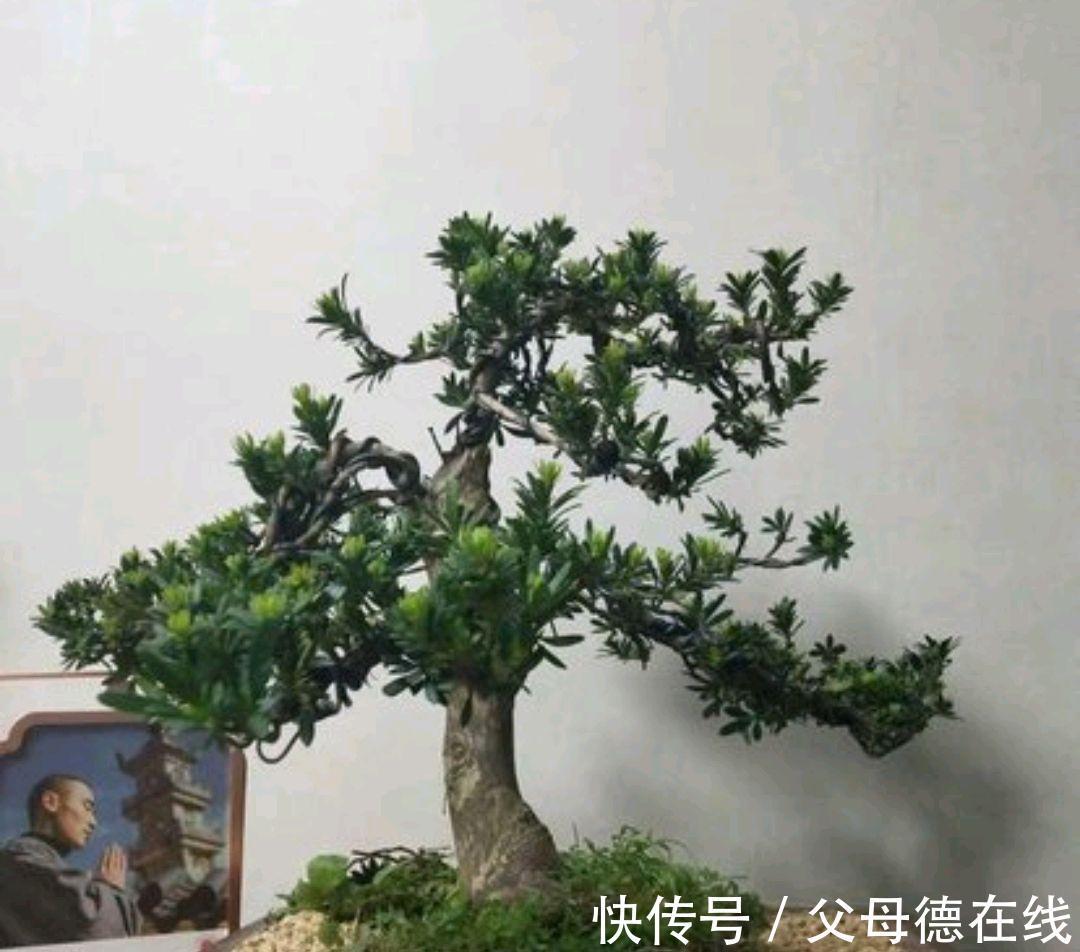 家在北方，养好罗汉松，此几点定要注意