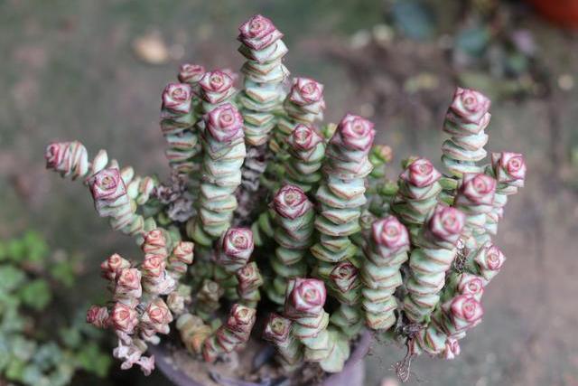 想养好多肉植物，浇水“学问大”，记住此“方法”，一生都受用