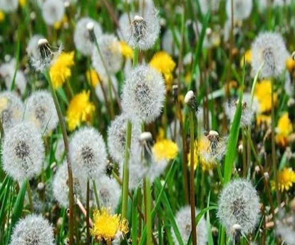 艾氏腹水癌|农村田间的这四种野菜,功效堪比冬虫夏草,可惜城里买不到!