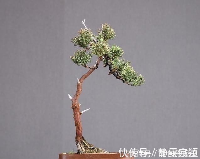 欣赏日本大师盆景作品,精心培育的造型,非常具有艺术气息