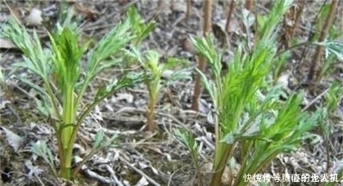 遇见|它是降压“特效药”,农村遍地可见,营养丰富价值高,遇见别错过