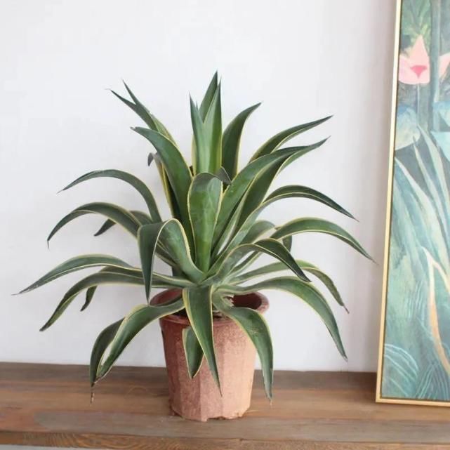 龙舌兰龙舌兰|卧室养花好睡眠,这3种花是最佳选择,厚实的大绿叶最能净化空气