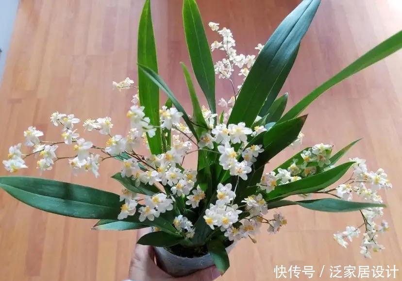 文心兰有点“怪”,多晒太阳容易“坏”,花朵鲜艳,君子兰不如它