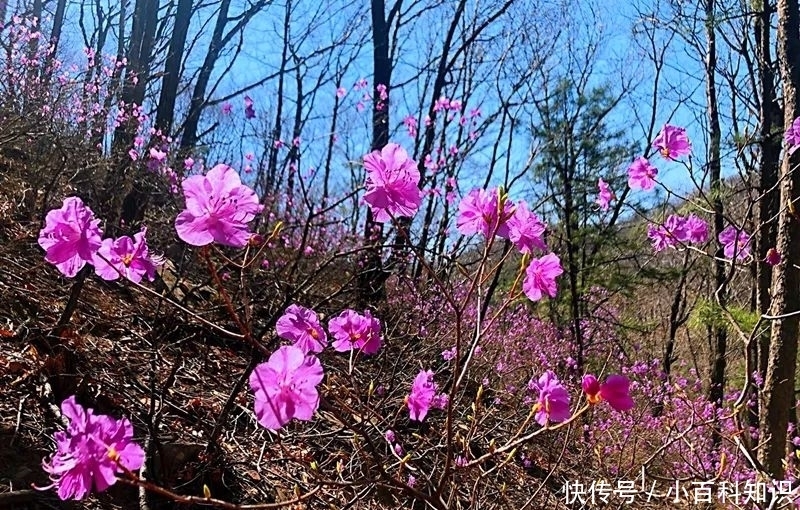 梨木台杜鹃花盛放，美得独占春天头条！